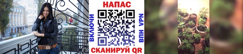 Канабис планчик  Шатура 